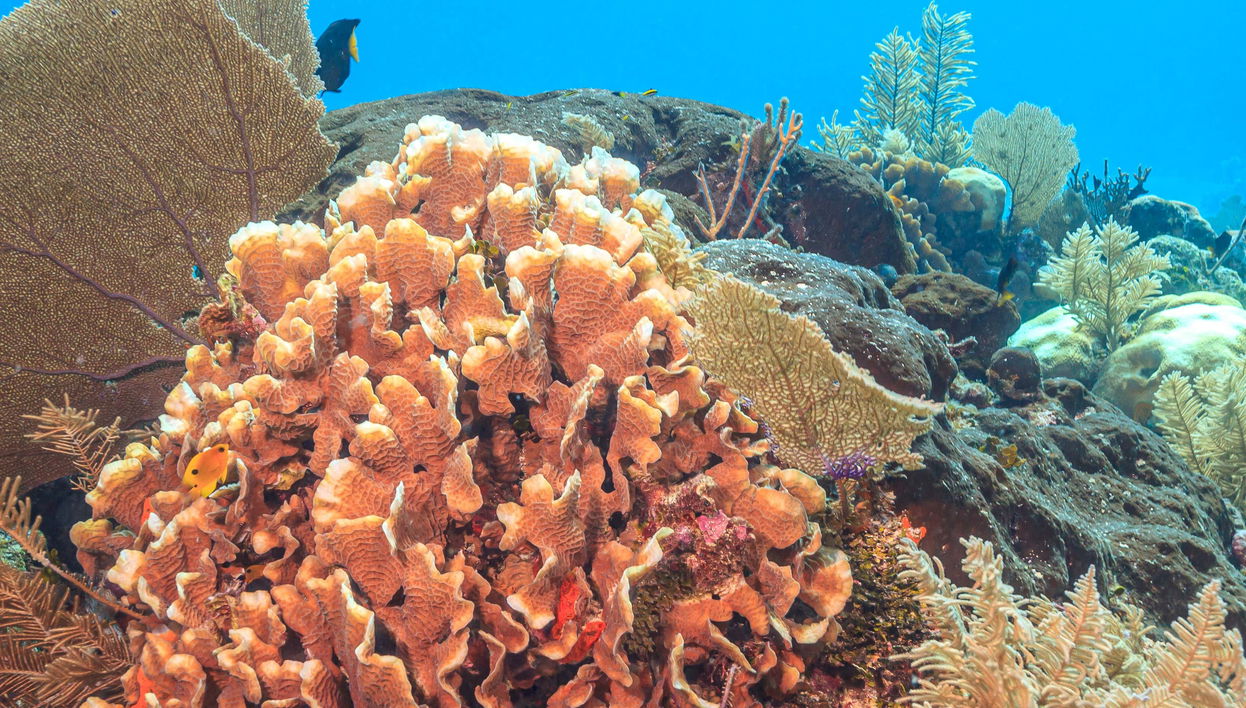 Baptême de plongée à Puerto Morelos