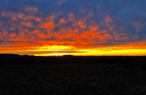 Weinrebe Oberhermsdorf nahe Dresden - Foto 18