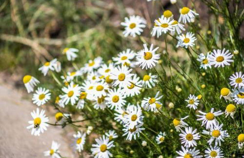 Dog Friendly Private Cabin w Hot Tub Leadville-A - Foto 34