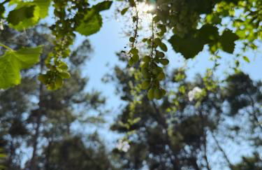 Masseria Frassaniti - Foto 8