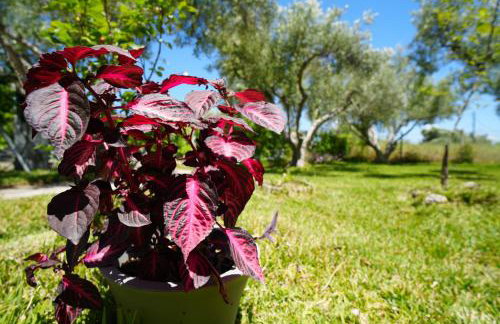 Dream in Chalkidiki 2 bedroom villa with garden - Foto 75