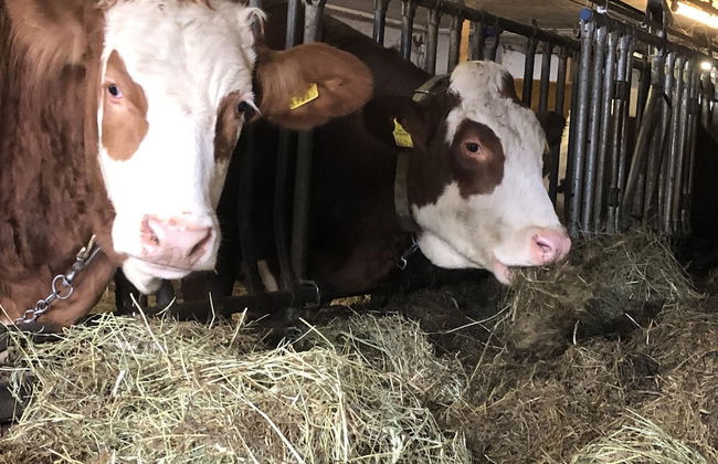 Appartement Grünfelder - Foto 31