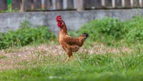 Tschafingerhof - Foto 2