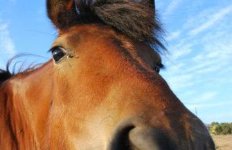 Chaniotis Studios - Foto 46