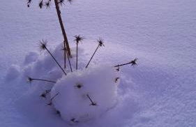 Le Repaire du Loup blanc - Foto 41