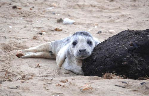 Old Hunstanton luxury by the sea - Foto 23