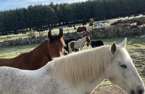 El Nido de Gredos cuco apartamento con chimenea - Foto 20