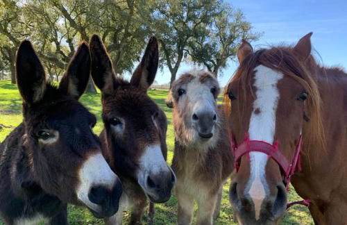Monte do Lago, Pegões - Foto 49