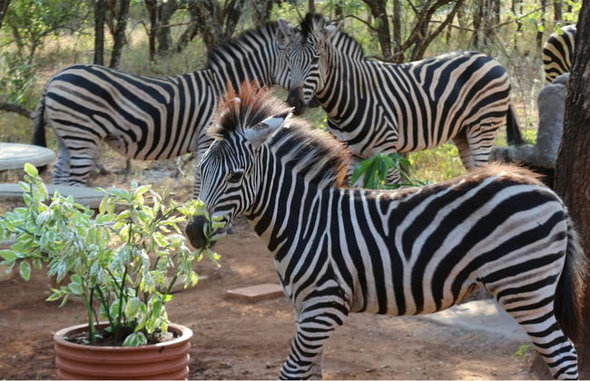 Kruger Kumba - Mugwenzi - Photo 44