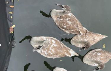 Lovely Canal Boat in Little Venice for Family & Friends - Photo 26