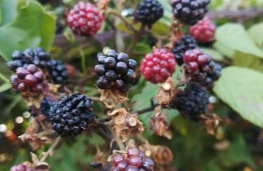 Agriturismo Carrucana - Foto 48