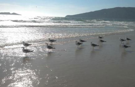 Apartamento Ingleses Norte - Photo 22