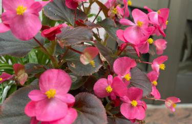 Apartment Dada - Foto 30