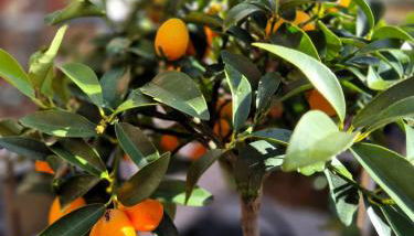 Appelgriebsch - Foto 5