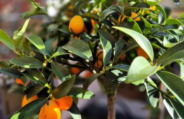 Appelgriebsch - Foto 5