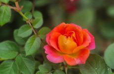 Paraiso valle verde - Foto 49