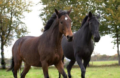 Kraewelhof - Foto 25