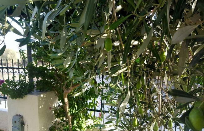 Villa Christina - Photo 9