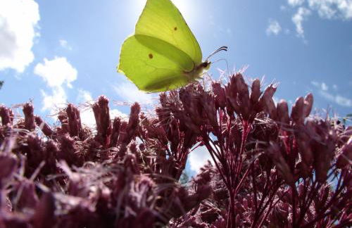 Apartment Appartement mit Wallbox by Interhome - Foto 43