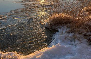 Rosenhaus Nähe Bodden und Ostsee an den Kranichfeldern - Foto 40