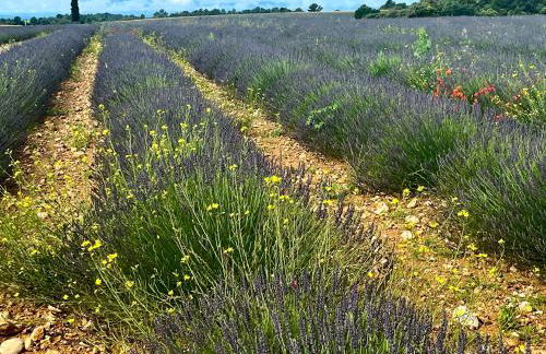 Gite Harmonie - Foto 9