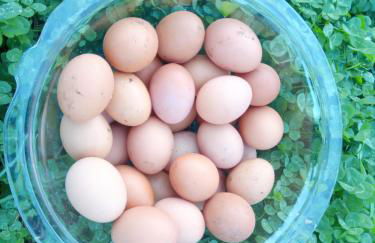 Casa L&M - Refúgio com Horta Biológica Certificada - Foto 29