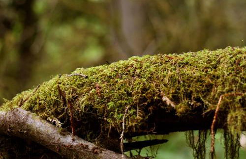 Amazing Oceanview 2 bedroom Oceanfront! by OceanviewHotTubs Shelter Cove, CA Tesla EV Station - Foto 36