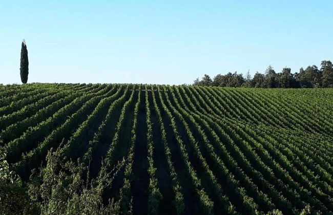 Peaceful Villa Stay in Tuscany - Foto 31