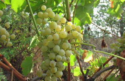 agriturismo la scuderia - Photo 23