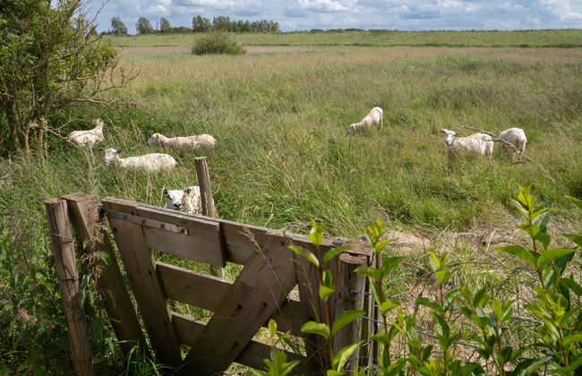 2 bedroom Apartment in Colijnsplaat with garden and sauna - Photo 29