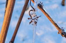 Apartment im Weingut - Foto 3