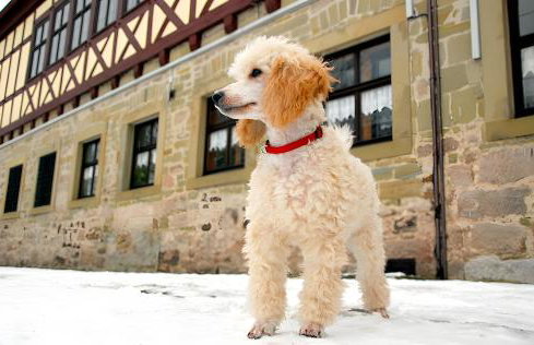 Gutshof Familie Gress - Foto 49