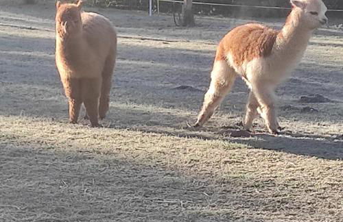 le Mas de la Jardine - Foto 27