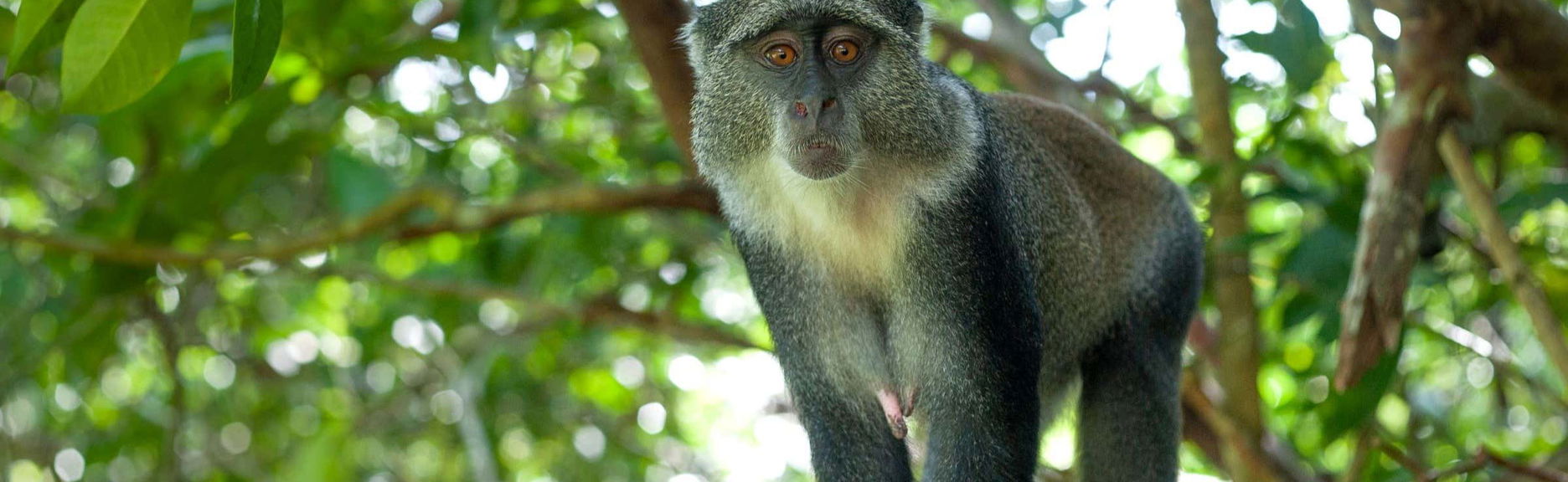 Jozani National Park Tour