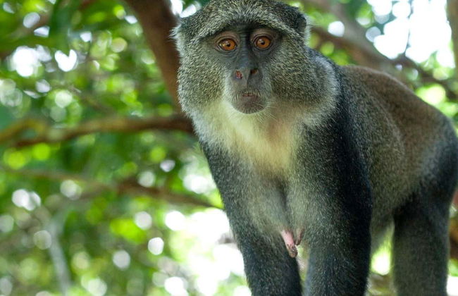 Excursión al Parque Nacional de Jozani - Foto 8