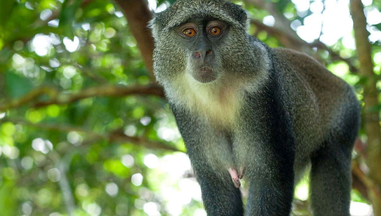 Excursão ao Jozani National Park