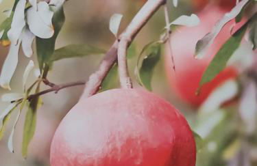 COSTA DEL GARDA - Lazise - Foto 47