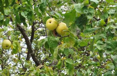 Dom Wakacyjny Brzozowy Gaj Bieszczady - Foto 58
