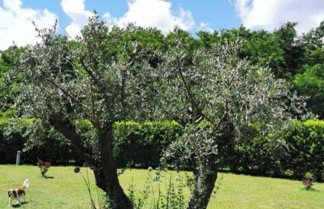 Villa Giulia - Photo 68