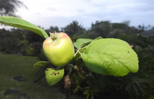 Kalani Hawaii Private Lodging - Foto 62