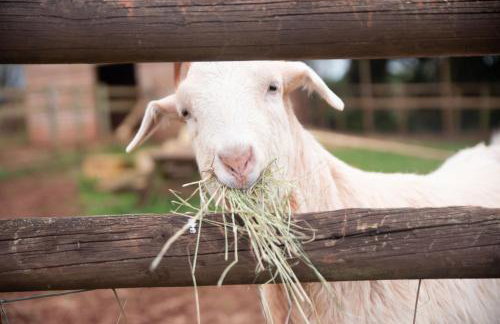 Rookery Cottage - Photo 19