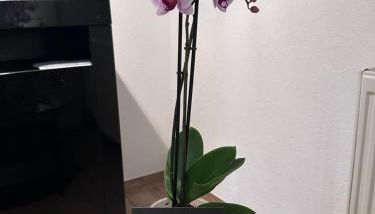 Pendler Montagewohnung Kandern, Lörrach, Basel D,CH, FR - Foto 4