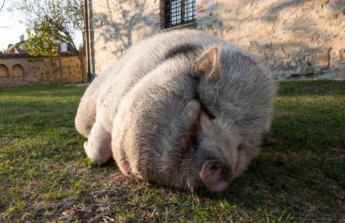 Monastery Guest House - Foto 23