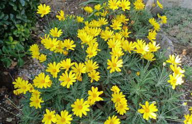 Colle Perazzoni - Foto 39