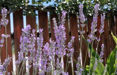 Studio Eleni - Foto 8