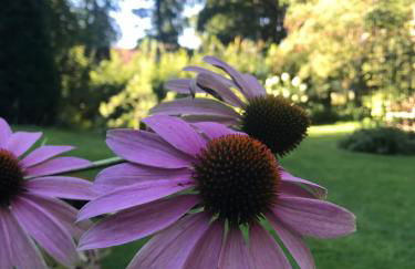 Loh Apartments - Wald.Natur.Ruhe. - Foto 31