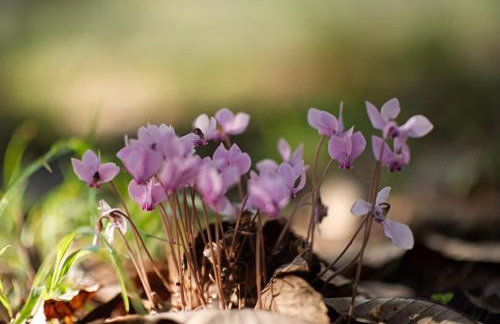 Casale Pomodoro - Foto 6