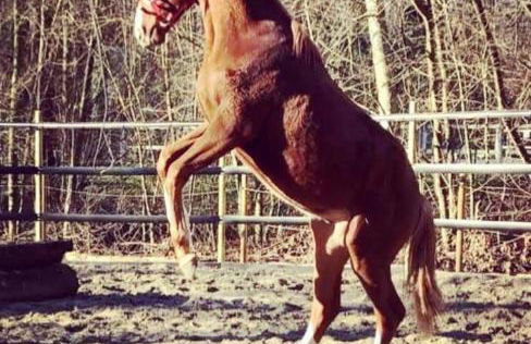 Gîtes du Tichweg - Foto 28