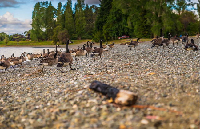 The Lord of the Rings Tour - Photo 8