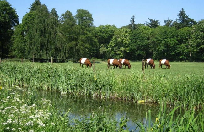 Modern Chalet With Nice Sliding Doors Near Lochem - Foto 39